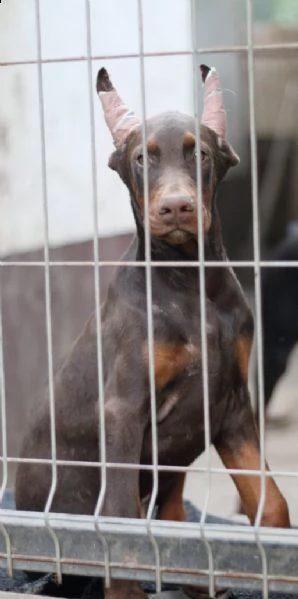 dobermann cuccioli in vendita | Foto 6