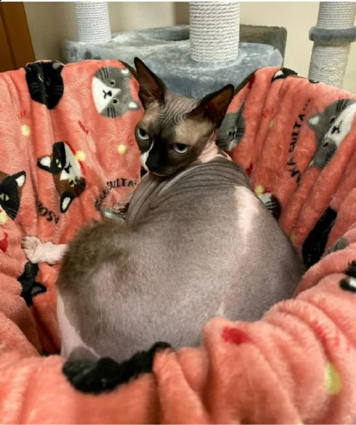 una sphinx da vendere o da adottare | Foto 1