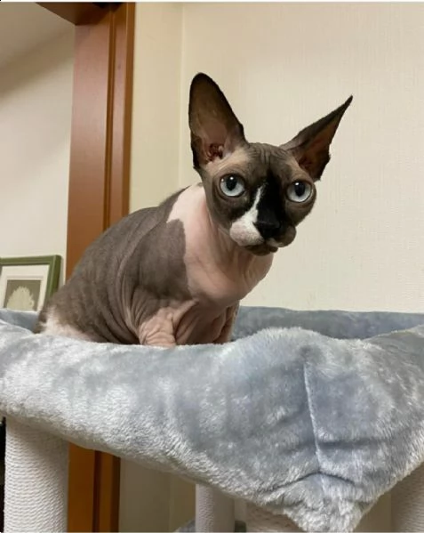 una sphinx da vendere o da adottare