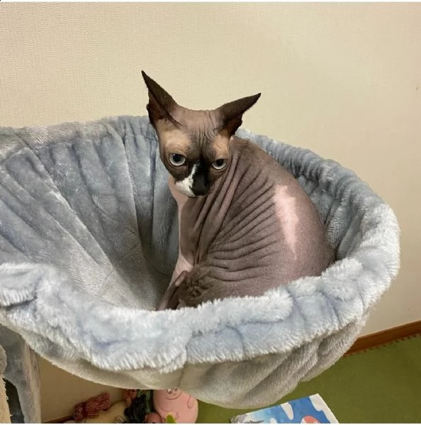 una sphinx da vendere o da adottare | Foto 0