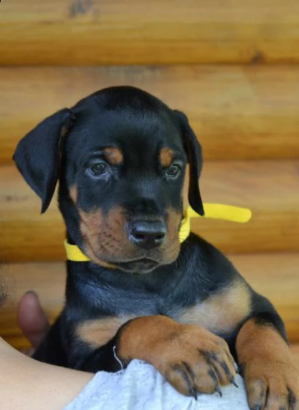dobermann cuccioli in vendita | Foto 6