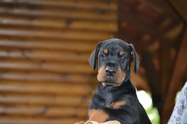 dobermann cuccioli in vendita | Foto 4