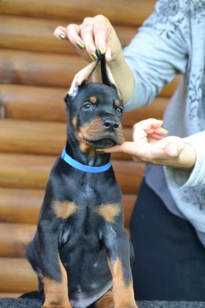 dobermann cuccioli in vendita | Foto 3