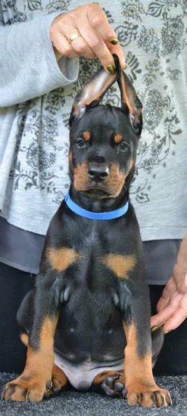 dobermann cuccioli in vendita | Foto 2