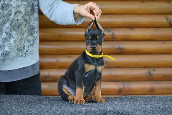 dobermann cuccioli in vendita | Foto 1