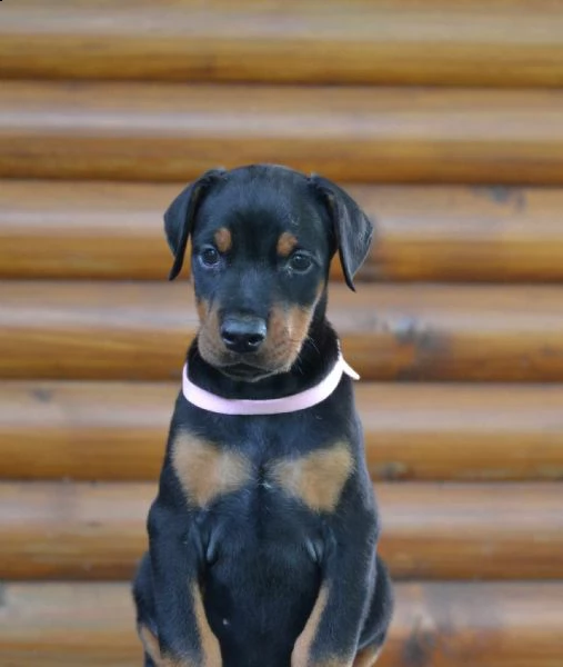 dobermann cuccioli in vendita | Foto 0