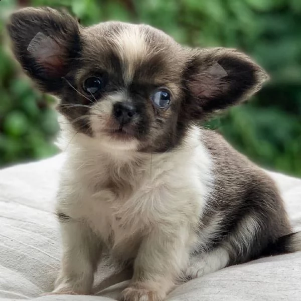 due cuccioli di chihuahua teacup hanno bisogno di una nuova famiglia