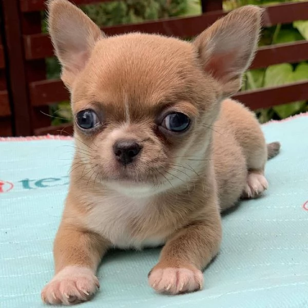 cuccioli di chihuahua maschio e femmina per amanti degli animali.
