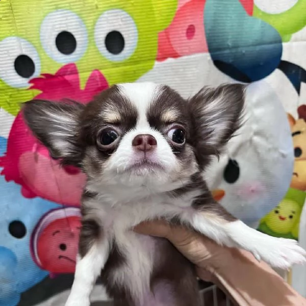 cuccioli estivi pronti per nuova famiglia urgentemente maschi e femmine