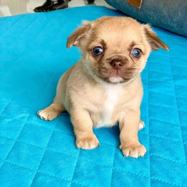 cuccioli di chihuahua molto piccoli da tè ora disponibili