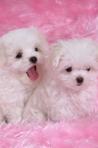bellissimi cuccioli di maltese per rehoming maschio e femmina