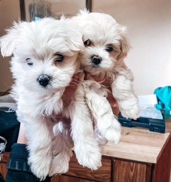 disponibili cuccioli di maltese in uscita