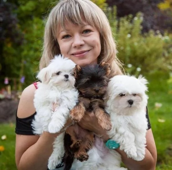 bellissimi cuccioli di maltese disponibili per l'adozione