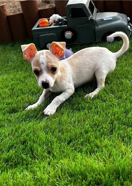 vendita cucciolo cuccioli di pincer chihuahua buoni e eccellentissimi