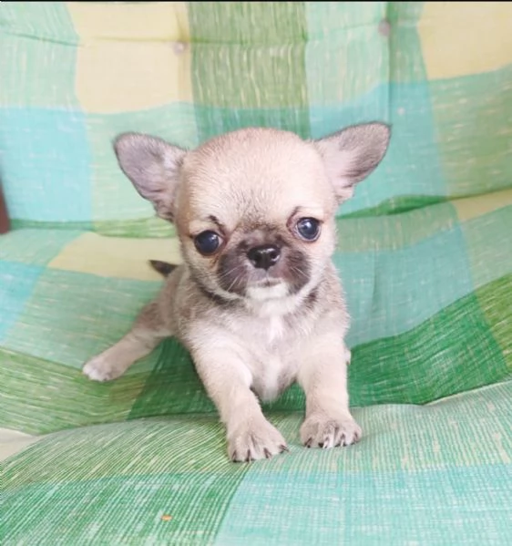 inestimabile cucciolo di chihuahua con pedigree pronto per l'adozione!