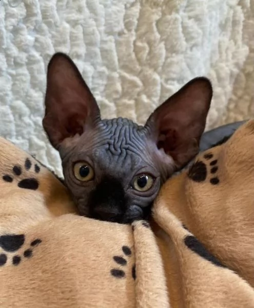 i gatti sphynx cercano una nuova casa