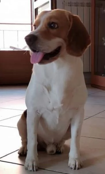 beagle maschio di 7 anni x monta 