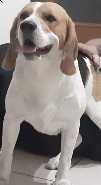 beagle maschio di 7 anni x monta  | Foto 1