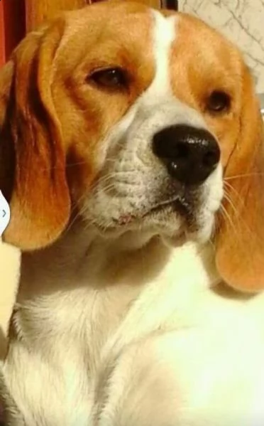 beagle maschio di 7 anni x monta  | Foto 0