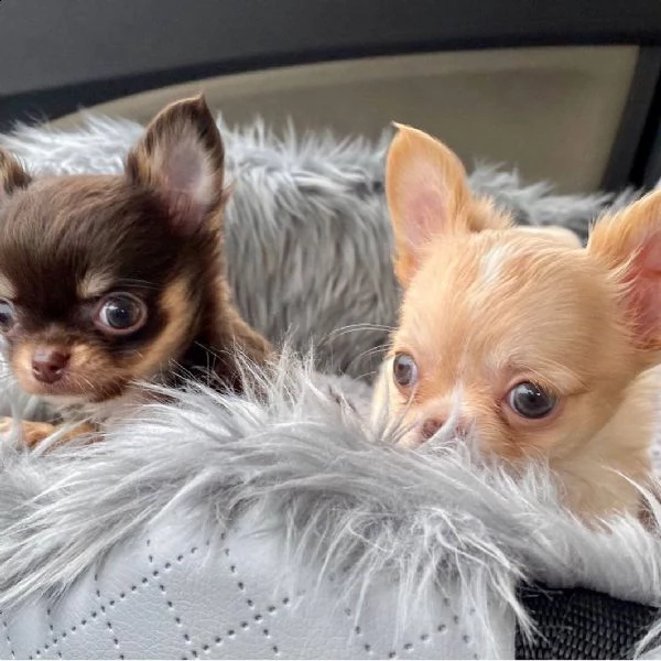 playful teacup chihuahua cuccioli per adozione maschio e femmina
