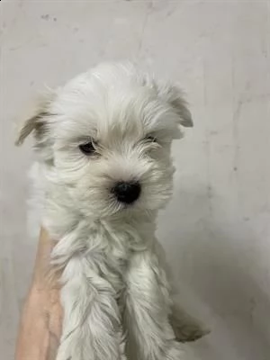 cucciolo di maltese toy disponibile subito