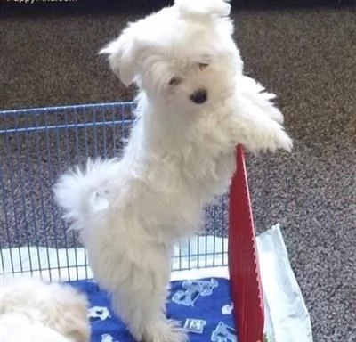 cuccioli di maltese mini toy