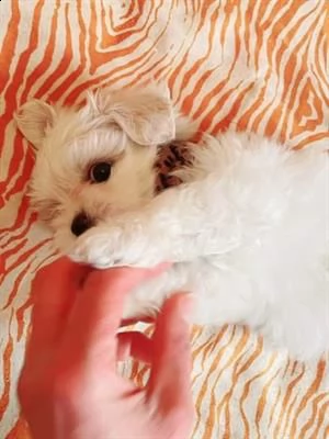 maltese toy cucciolo maschio