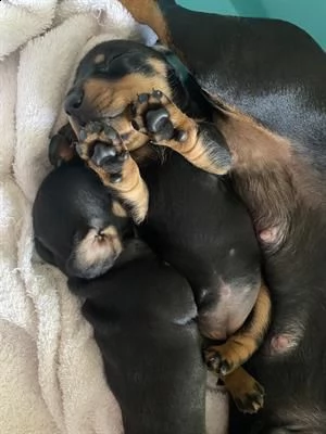 cucciole di bassotta nane nero focate