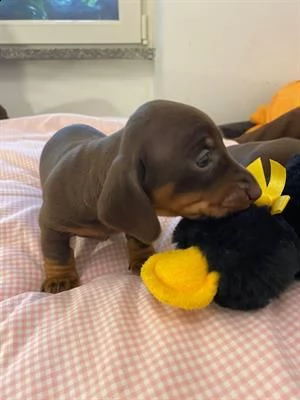 bassottini disponibili