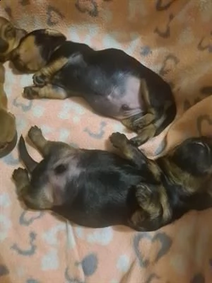 bassotto bassotti cuccioli