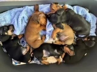 cuccioli di bassotto  nero focato e miele