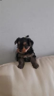 cucciolo bellissimo di yorkshire toy.