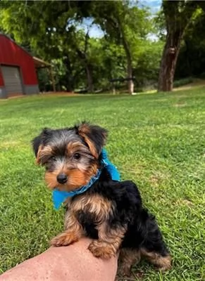 cucciola di yorkshire terrier, pedigree enci