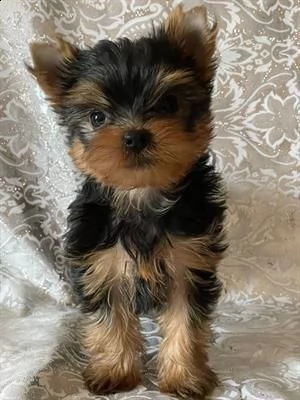 tenerissimi ed affettuosissimi cuccioli di yorkshire terrier 