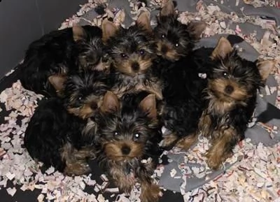 yorkshire bellissimi cuccioli di taglia piccola
