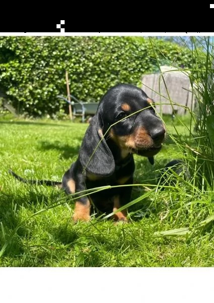 cuccioli di bassotto (pelo corto, nero/rosso) | Foto 2