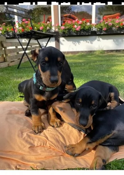 cuccioli di bassotto (pelo corto, nero/rosso) | Foto 0