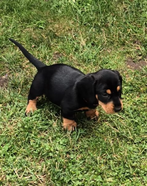 cuccioli di bassotto (pelo corto, nero/rosso)