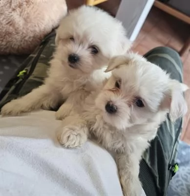 stupendi cuccioli di maltese toy 