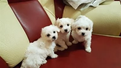 disponibili 3 cuccioli maschi di maltese toy di 7settimane