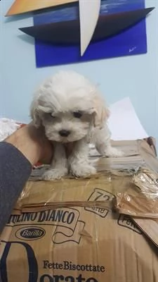 amore di cuccioli di maltese toy, svezzato e sverminato.