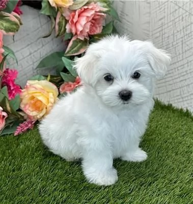 adorabili cuccioli di maltese.