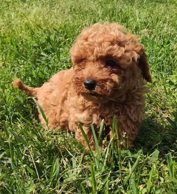 dispone di cuccioli di barboncino toy 