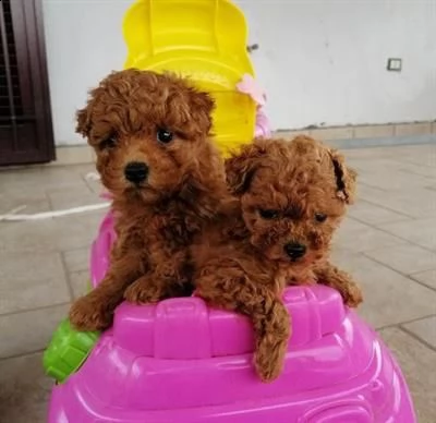 cucciolata di barboncini originalissimi, 