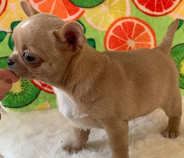 bellissimi cuccioli di chihuahua di 12 settimane cerca subito una nuova famiglia