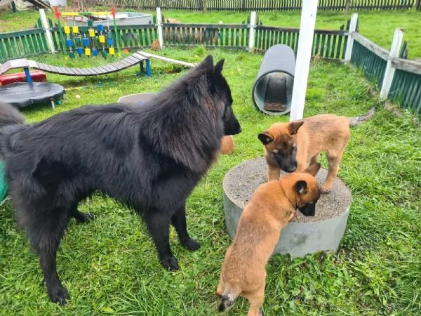 cuccioli pastore belga malinois (2maschio e 1femmina)