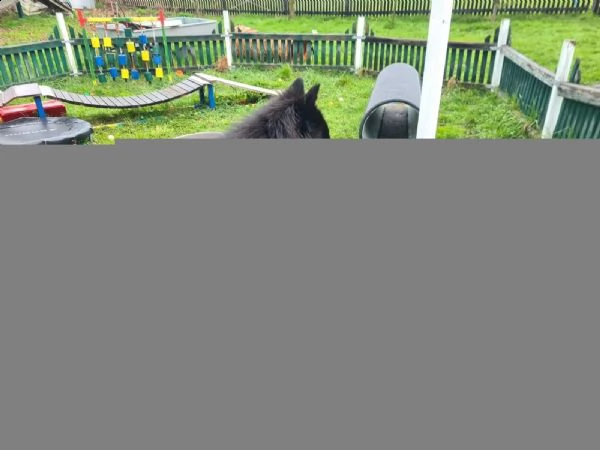 cuccioli pastore belga malinois (2maschio e 1femmina) | Foto 3
