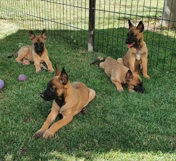 cuccioli pastore belga malinois (2maschio e 1femmina) | Foto 1