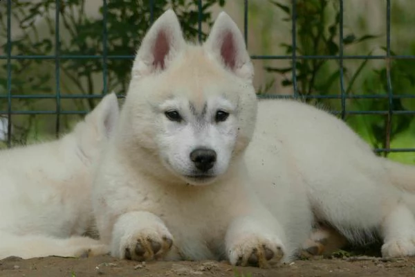 husky siberiano bellissimo cucciolo | Foto 6