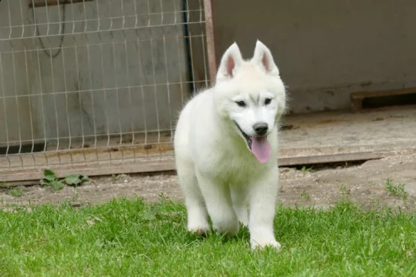 husky siberiano bellissimo cucciolo | Foto 5